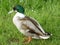 Male wild mallard duck relaxing on the green grasses