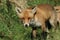 A male wild Red Fox, Vulpes vulpes, hunting for food in a meadow.