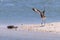 Male Willet Bird Performing Mating Dance To Impress Female with her Baby During Nesting Season