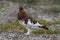 Male Willow Ptarmigan showing fall colours