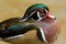 Male Wood Duck