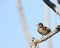 Male Wood Duck