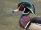 Male Wood Duck