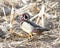 A Male Wood Duck in Corn Stubble