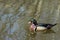 Male Wood duck with green iridescence on Brooklyn`s Prospect Park Pond