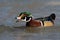 Male wood duck guarding its territory with open beak