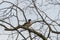 Male Wood Duck perched high in a tree.