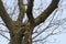 Male Wood Duck perched high in a tree.