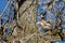 Male Wood Duck Perched in a Tree