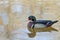 Male wood duck reflected on a pond in Prospect Park