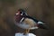 Male wood duck resting