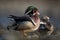 Male Wood Duck with ruffled feathers in the bright sun perched on a rock