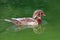 Male woodduck albino