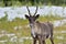 Male woodland caribou standing in snow