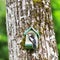 Male woodpecker eating peanut butter