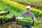 Male worker carries plastic box with harvest of lettuce salad