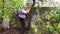 Male worker cuts a tree chainsaw