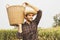 Male worker holding a large basket collecting corn crops in the garden