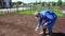 Male worker spread grass seeds held in hand over soil. Handheld shot