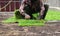 Male worker spread green grass on dirty floor. farmer use fertilizer with golden sand before plant yard