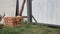 A male worker transports a red building brick in a hand wheelbarrow at the dacha. DIY construction in a country house