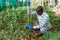 Male worker tying up tomato plants