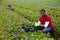 Male workers harvesting mustard leaf on the field