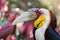 Male Wreathed Hornbill (Bar-pouched Wreathed Hornbill)