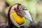 Male Wreathed hornbill portrait