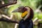 Male Wreathed hornbill portrait
