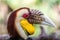 Male Wreathed hornbill portrait