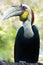 Male Wreathed Hornbill - vertical