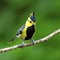 Male Yellow-cheeked Tit