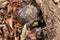 Male Yellow Eastern Box Turtle in Forest