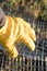 Male Yellow Gloved Hand Handling Chicken Wire