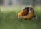 Male Yellow Golden Pheasant, Chrysolophus Pictus Mut Luteus