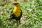 Male Yellow-headed blackbird perched on the ground.