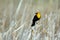 Male Yellow-headed Blackbird perches on a cattail in spring in Alamosa National Wildlife Refuge in Colorado