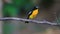 Male Yellow-rumped flycatcher Ficedula zanthopygia in nature