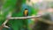 Male Yellow-rumped flycatcher Ficedula zanthopygia in nature