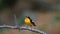 Male Yellow-rumped flycatcher Ficedula zanthopygia in nature