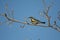 Male Yellow-rumped Warbler