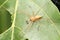 Male yellow sac spider, Cheiracanthium inclusum, Satara, Maharashtra