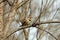 Male Yellow-shafted Northern Flicker in a Tree