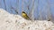 Male Yellow Wagtail Catching Insect