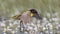 Male Yellow Wagtail Jumps