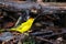 Male Yellow Warbler on Santa Cruz Island in Galapagos National P