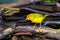 Male Yellow Warbler on Santa Cruz Island in Galapagos National P