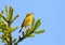 Male Yellow Warbler Singing on top of a Tree