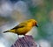 Male Yellow Weaver Bird